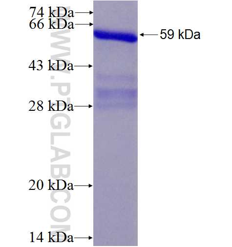 HAAO fusion protein Ag3511 SDS-PAGE
