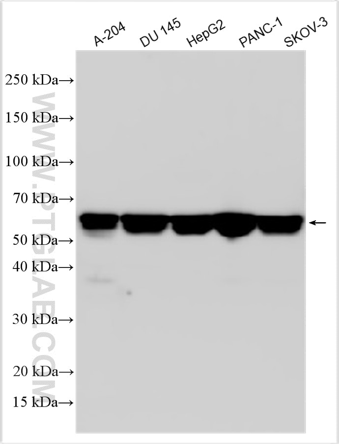Western Blot (WB) analysis of various lysates using HABP4 Polyclonal antibody (33317-1-AP)