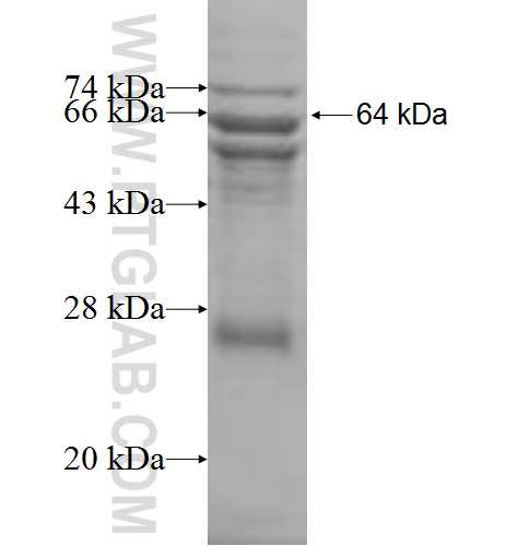 HACL1 fusion protein Ag7830 SDS-PAGE