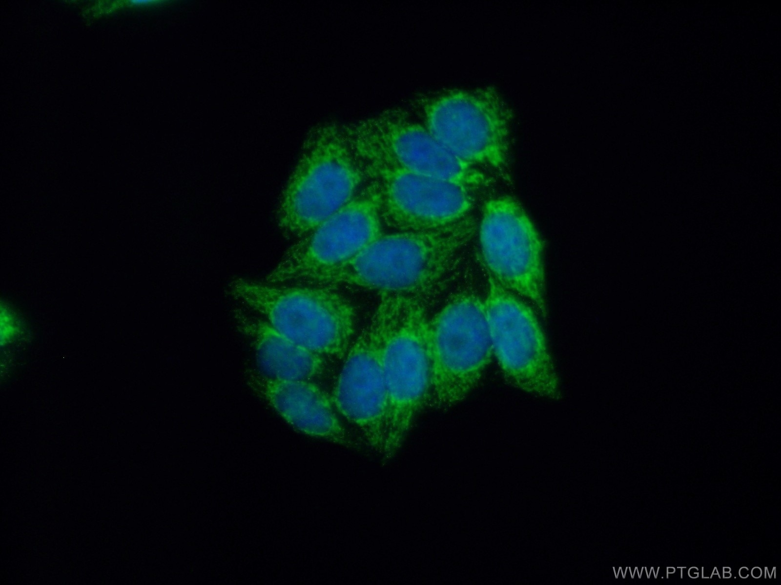 Immunofluorescence (IF) / fluorescent staining of HepG2 cells using HADH Polyclonal antibody (19828-1-AP)