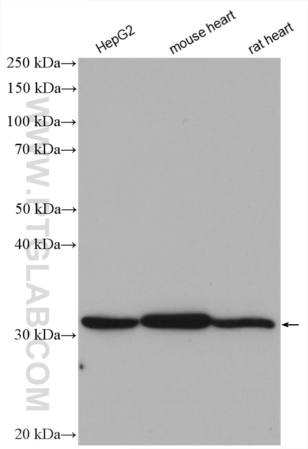 Western Blot (WB) analysis of various lysates using HADH Polyclonal antibody (19828-1-AP)