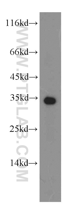 Western Blot (WB) analysis of HepG2 cells using HADH Polyclonal antibody (19828-1-AP)