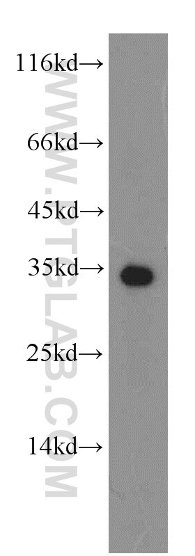 Western Blot (WB) analysis of HepG2 cells using HADH Polyclonal antibody (19828-1-AP)