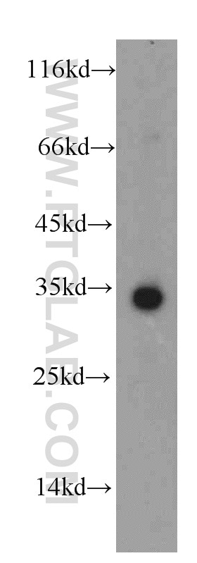 Western Blot (WB) analysis of mouse kidney tissue using HADH Polyclonal antibody (19828-1-AP)