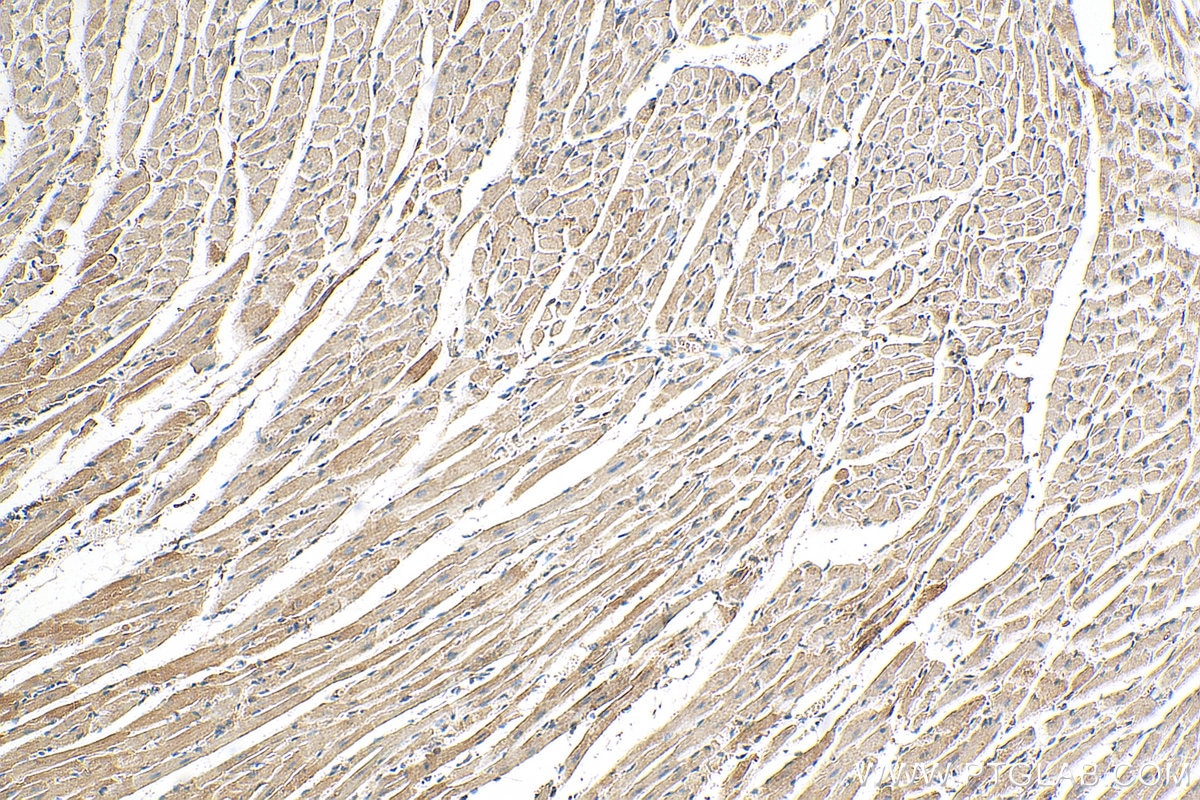 Immunohistochemistry (IHC) staining of mouse heart tissue using HADHA Polyclonal antibody (10758-1-AP)