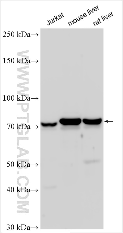 Western Blot (WB) analysis of various lysates using HADHA Polyclonal antibody (10758-1-AP)