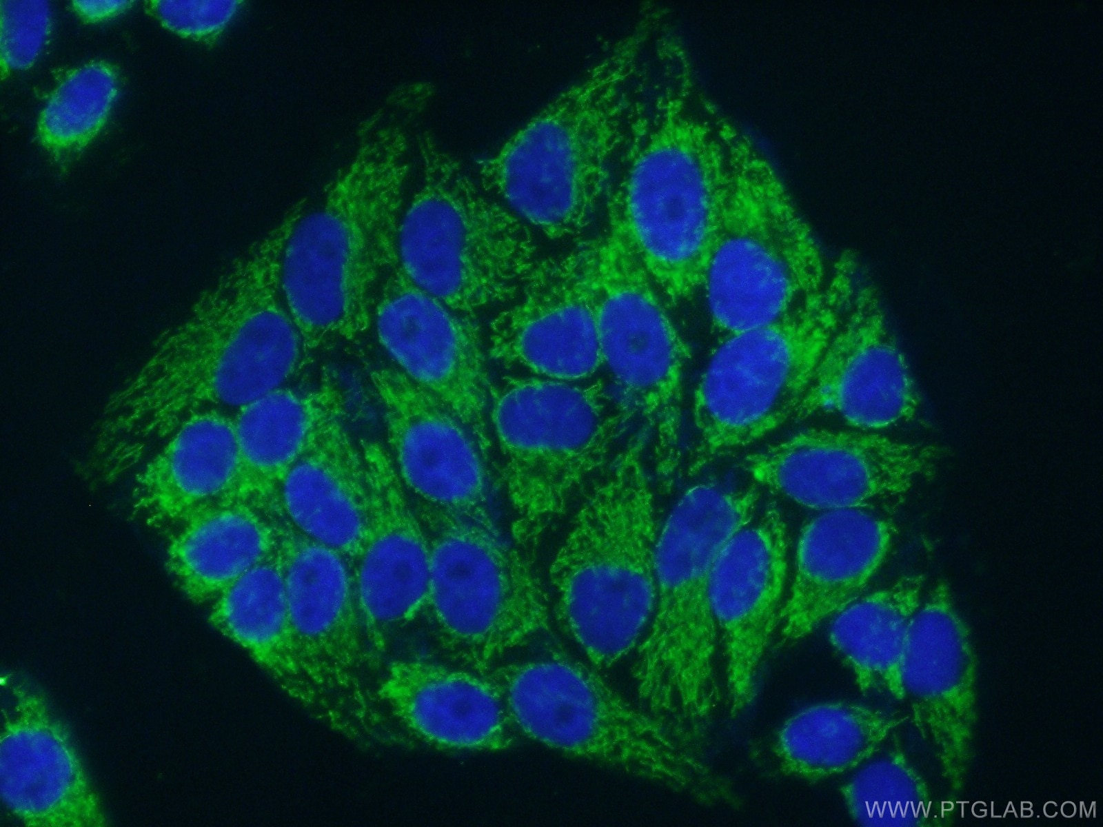 Immunofluorescence (IF) / fluorescent staining of HepG2 cells using HADHA Monoclonal antibody (60250-1-Ig)