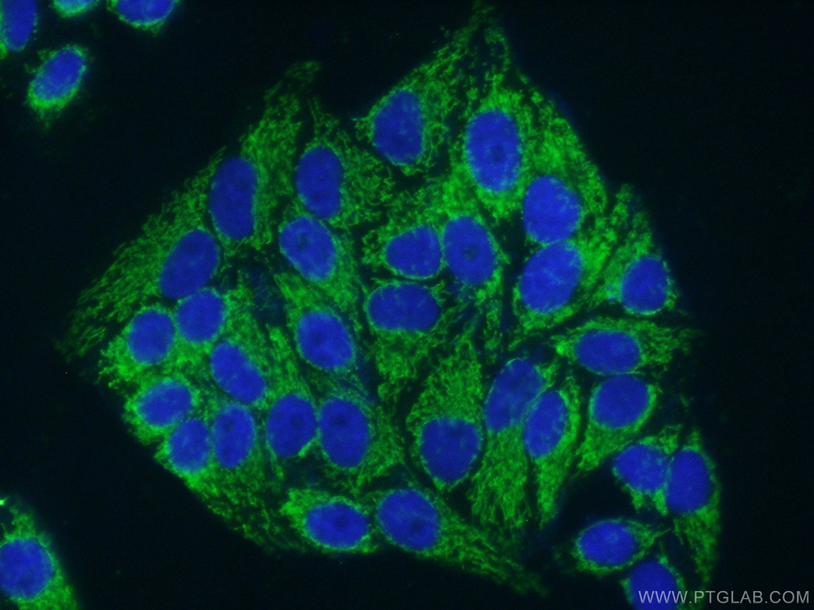 IF Staining of HepG2 using 60250-1-Ig