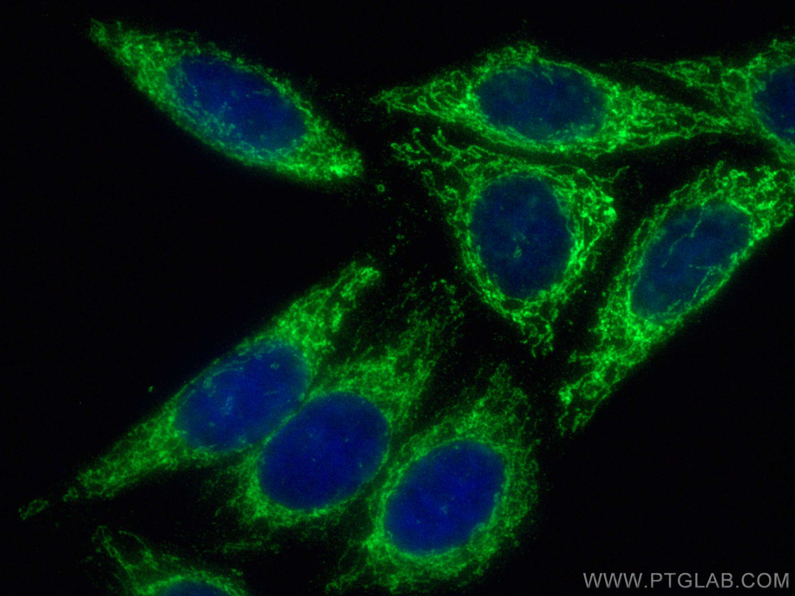 Immunofluorescence (IF) / fluorescent staining of HepG2 cells using CoraLite® Plus 488-conjugated HADHA Monoclonal ant (CL488-60250)