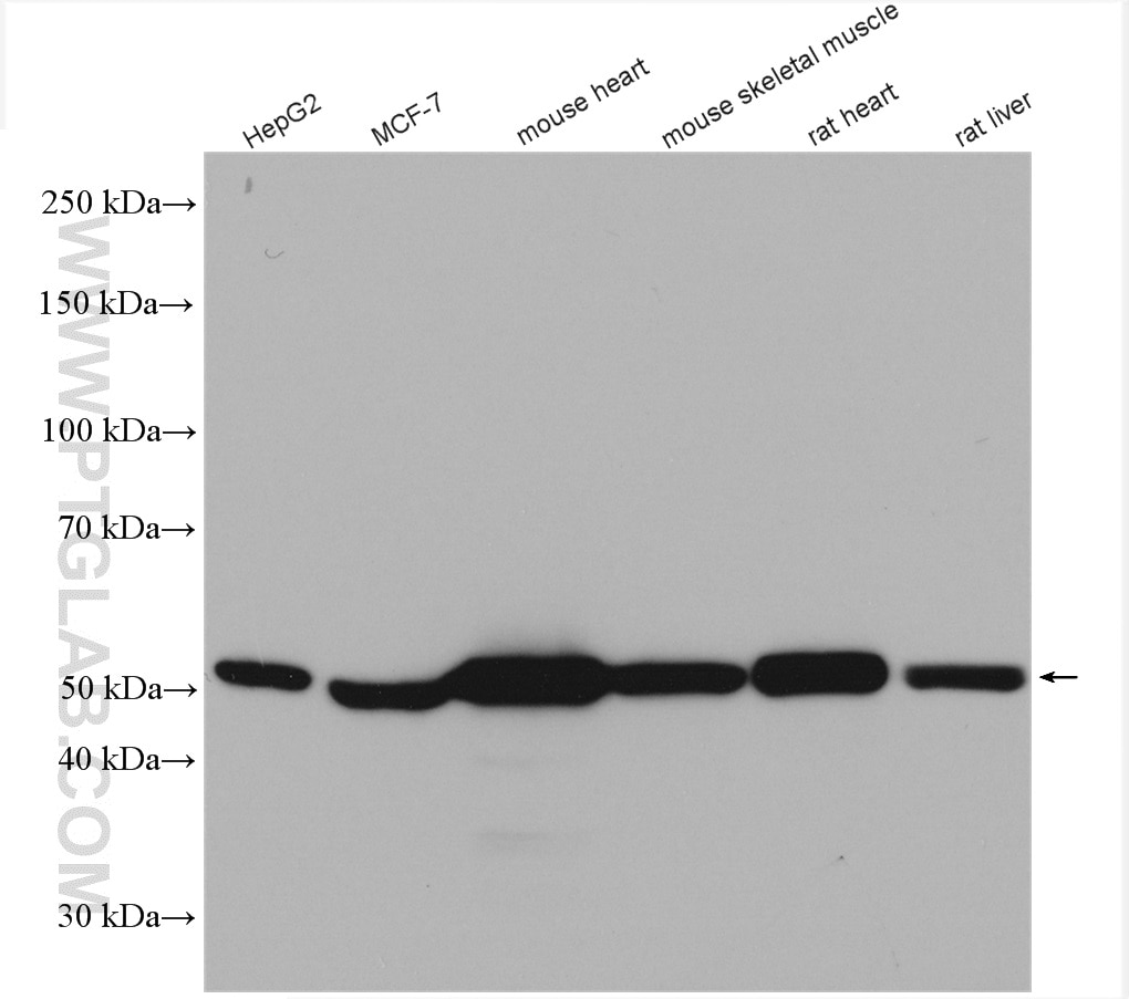 Western Blot (WB) analysis of various lysates using HADHB Polyclonal antibody (29091-1-AP)