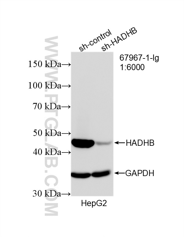 Western Blot (WB) analysis of HepG2 cells using HADHB Monoclonal antibody (67967-1-Ig)