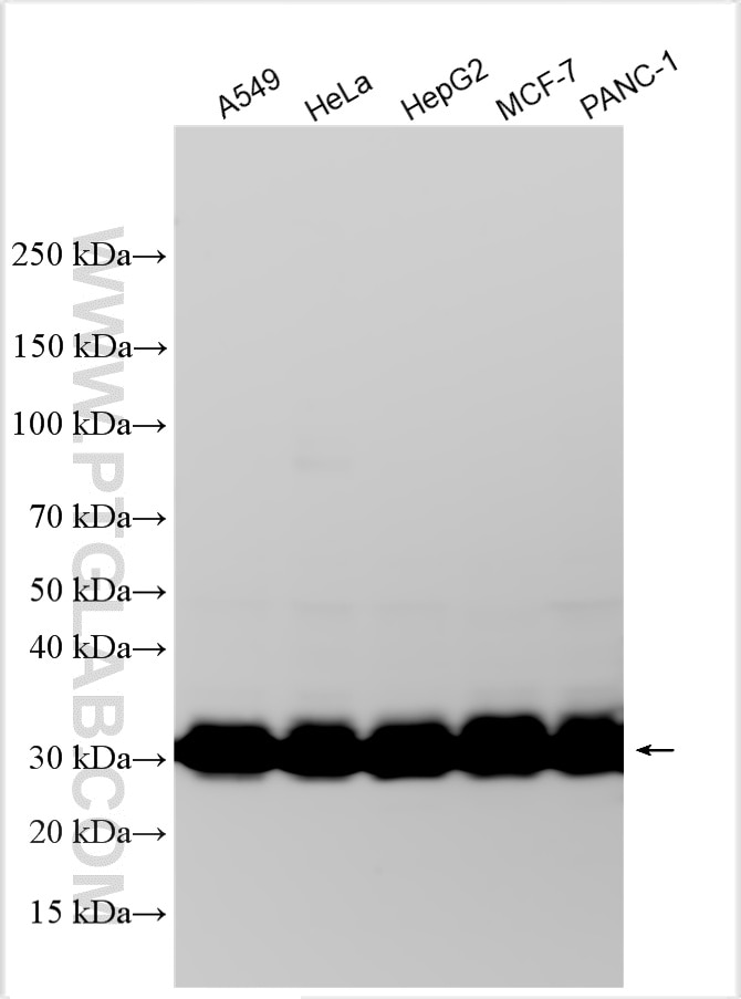 Western Blot (WB) analysis of various lysates using GLO2 Polyclonal antibody (17196-1-AP)