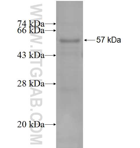 HAGHL fusion protein Ag7729 SDS-PAGE