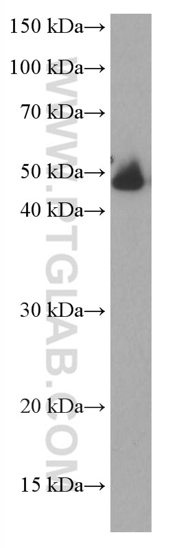 Western Blot (WB) analysis of human placenta tissue using HAI-1 Monoclonal antibody (67031-1-Ig)