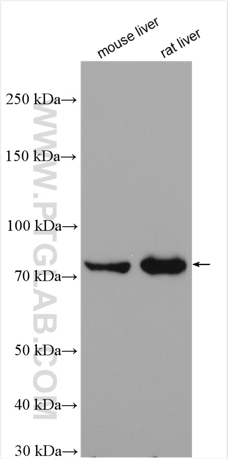 Western Blot (WB) analysis of various lysates using HAL Polyclonal antibody (25940-1-AP)