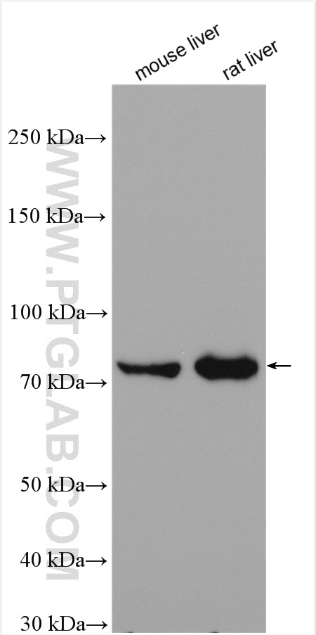 WB analysis using 25940-1-AP