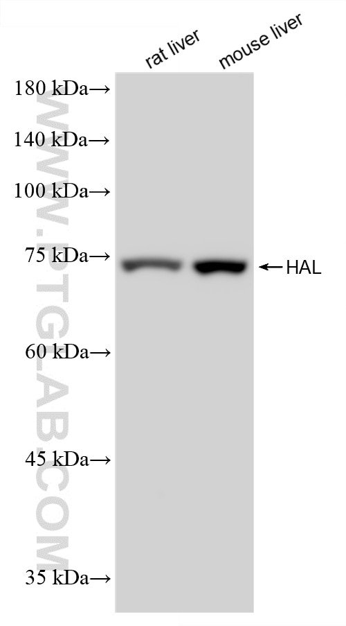 Western Blot (WB) analysis of various lysates using HAL Recombinant monoclonal antibody (86771-3-RR)