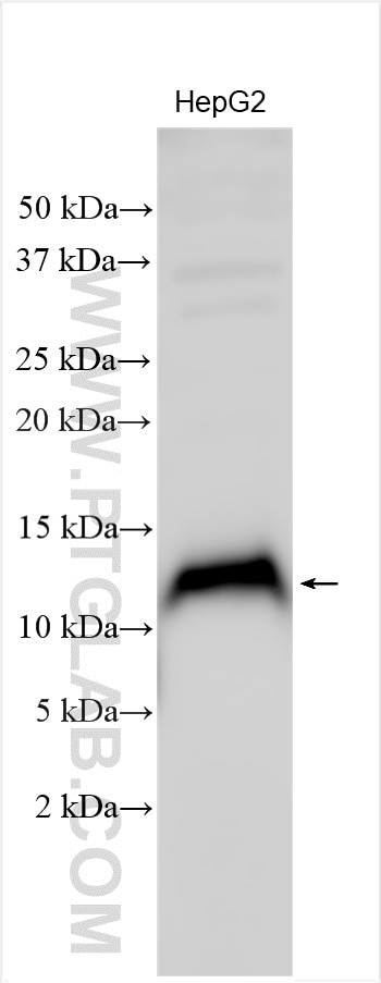 WB analysis using 26237-1-AP Western Blot (WB) analysis of various lysates using HAMP Polyclonal antibody (26237-1-AP)