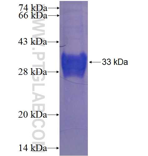 HAMP fusion protein Ag24065 SDS-PAGE