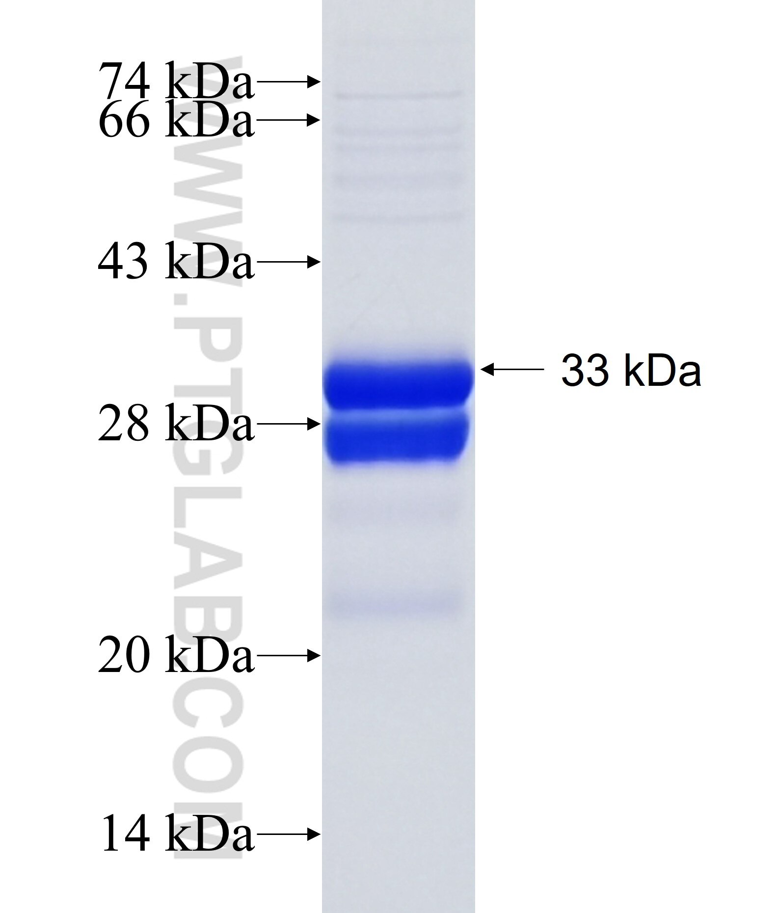 HAMP fusion protein Ag24065 SDS-PAGE