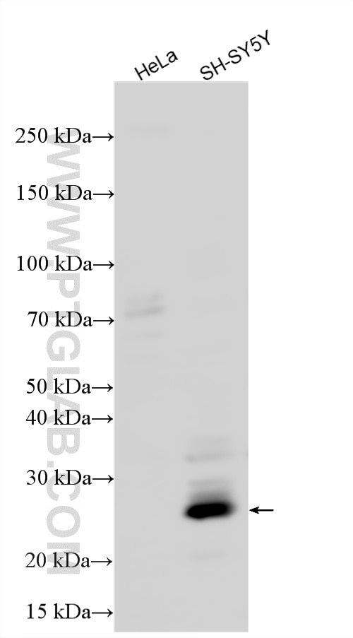 SH-SY5Y (positive) and HeLa (negative) cells were subjected to SDS PAGE followed by western blot with 10882-1-AP (HAND1 antibody) at dilution of 1:1000 incubated at room temperature for 1.5 hours. Western Blot (WB) analysis of various lysates using HAND1 Polyclonal antibody (10882-1-AP)