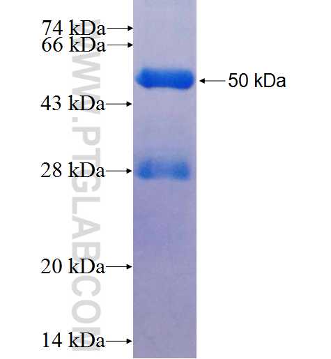 HAND1 fusion protein Ag1324 SDS-PAGE