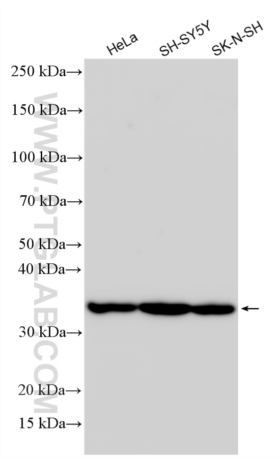 WB analysis using 21513-1-AP (same clone as 21513-1-PBS) Western Blot (WB) analysis of various lysates using HAND2 Polyclonal antibody (21513-1-AP)