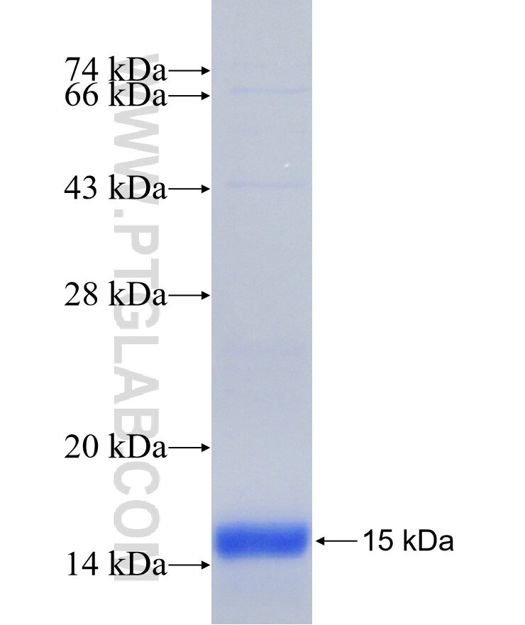 HAND2 fusion protein Ag28696 SDS-PAGE