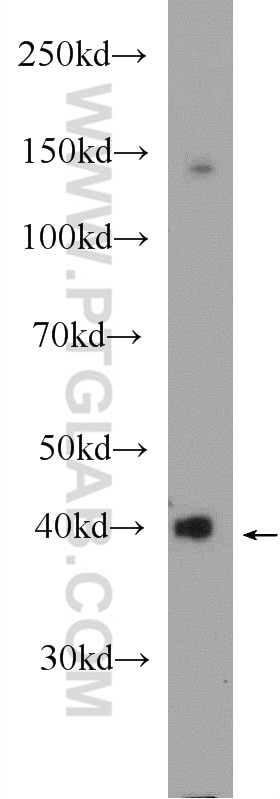 Western Blot (WB) analysis of mouse liver tissue using HAO1 Polyclonal antibody (25056-1-AP)