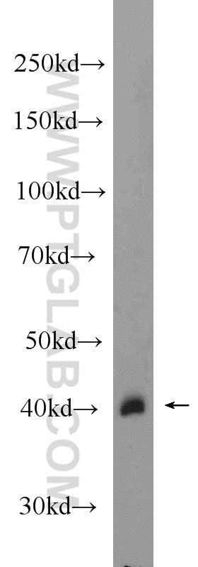 Western Blot (WB) analysis of rat liver tissue using HAO1 Polyclonal antibody (25056-1-AP)