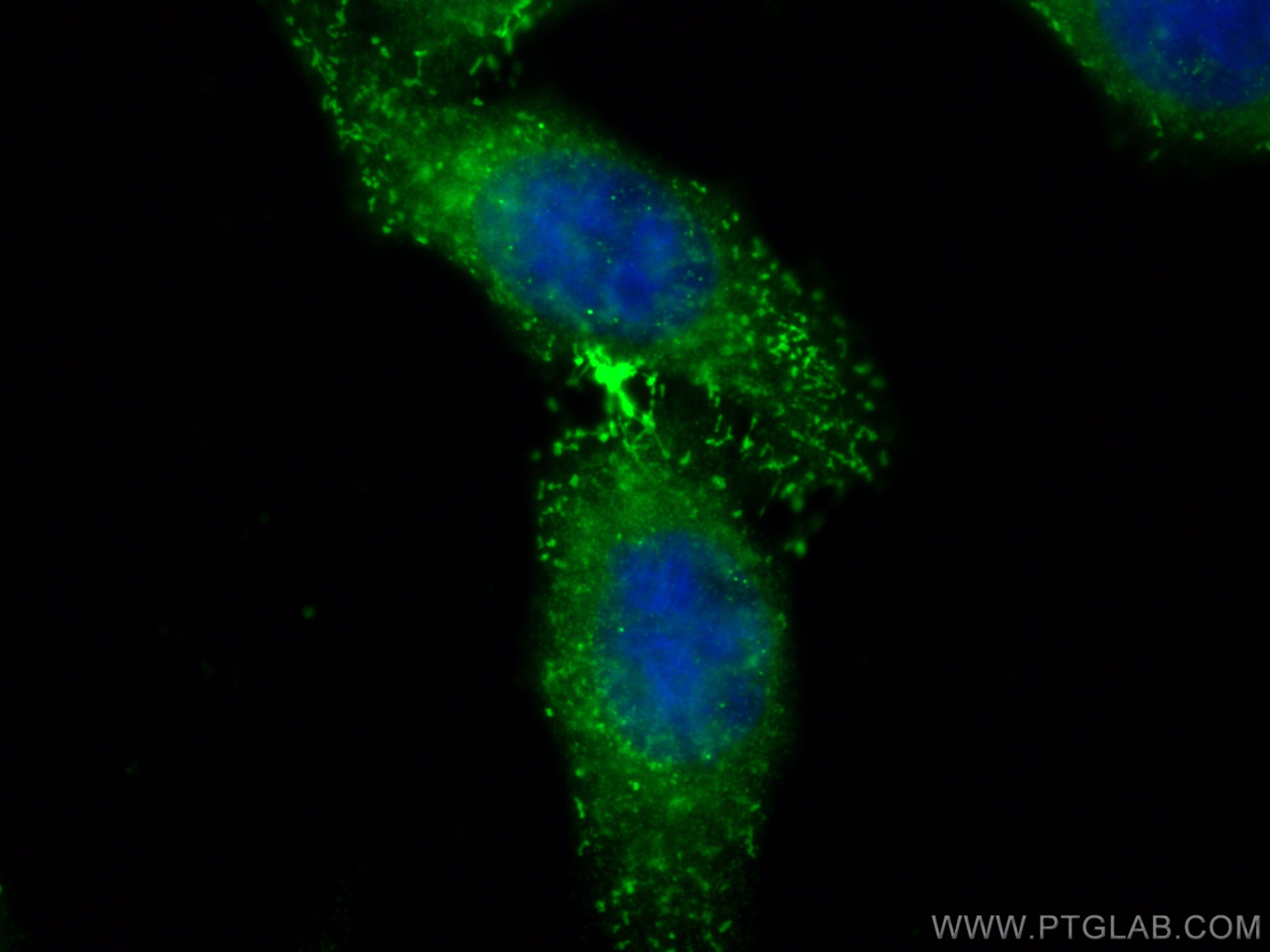 Immunofluorescence (IF) / fluorescent staining of HepG2 cells using HAO2 Polyclonal antibody (16563-1-AP)