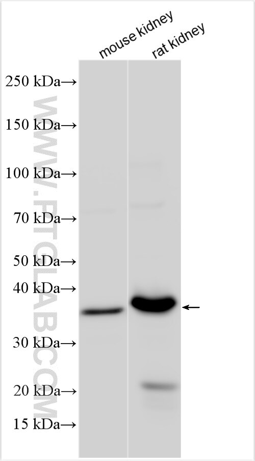 Western Blot (WB) analysis of various lysates using HAO2 Polyclonal antibody (16563-1-AP)