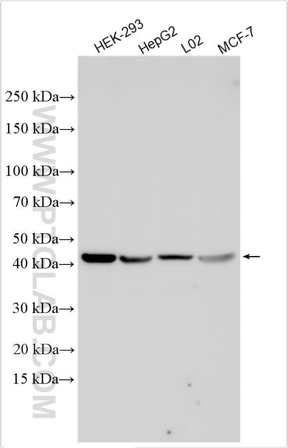 Western Blot (WB) analysis of various lysates using HAO2 Polyclonal antibody (16563-1-AP)