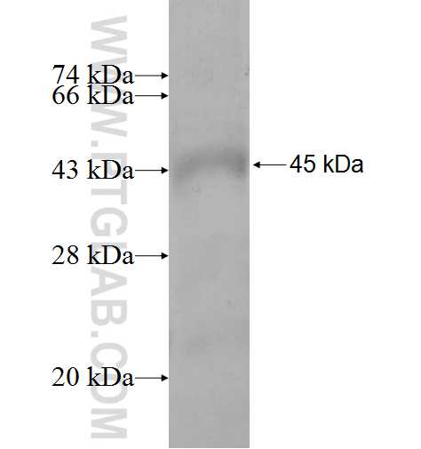HAO2 fusion protein Ag9794 SDS-PAGE