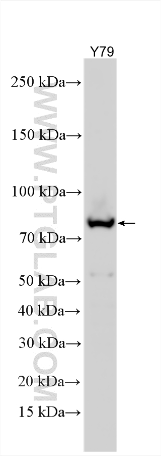 Western Blot (WB) analysis of various lysates using HAP1 Polyclonal antibody (25133-1-AP)
