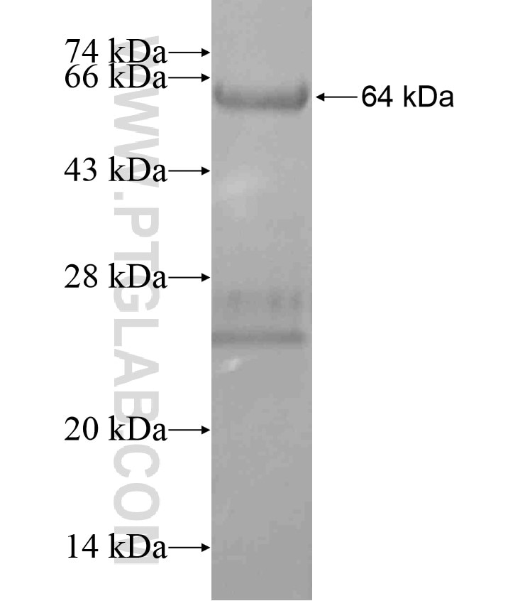 HAP1 fusion protein Ag17705 SDS-PAGE