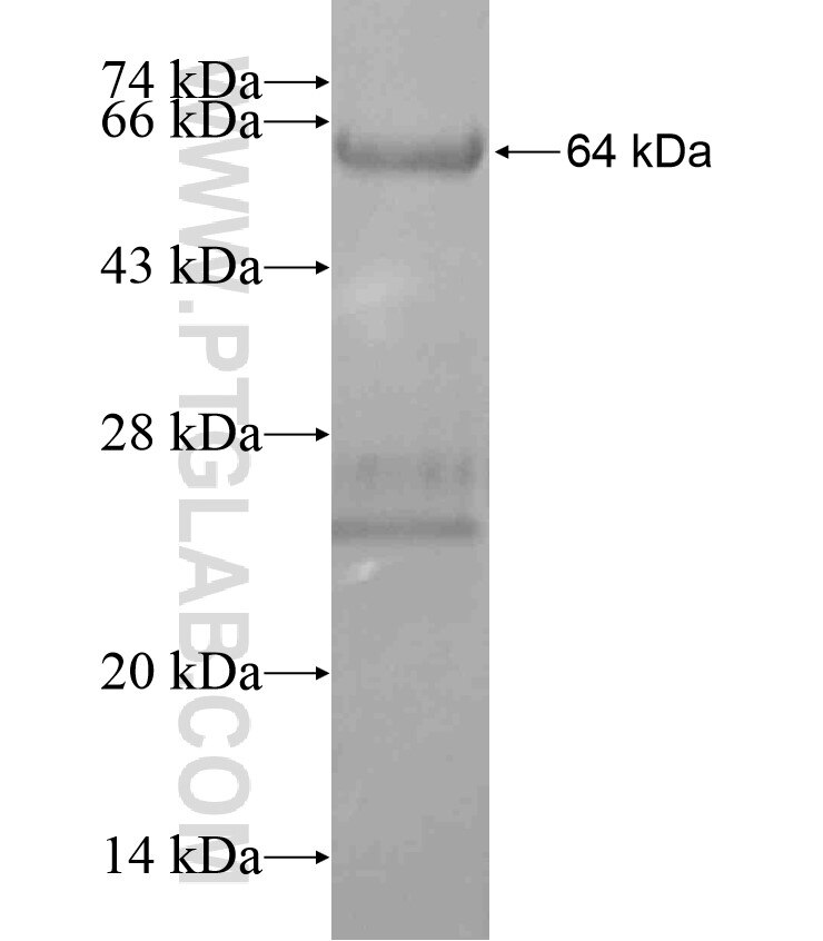 HAP1 fusion protein Ag17705 SDS-PAGE