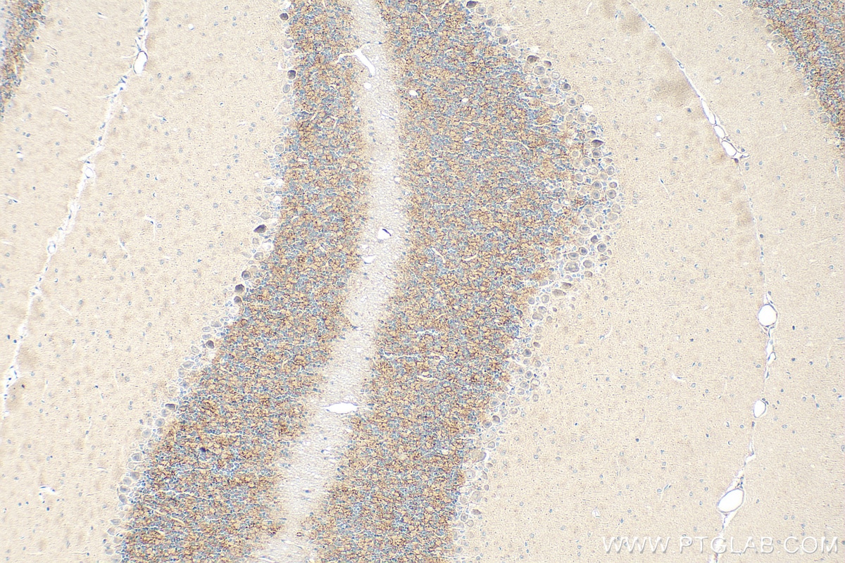 IHC staining of mouse cerebellum using 26831-1-AP