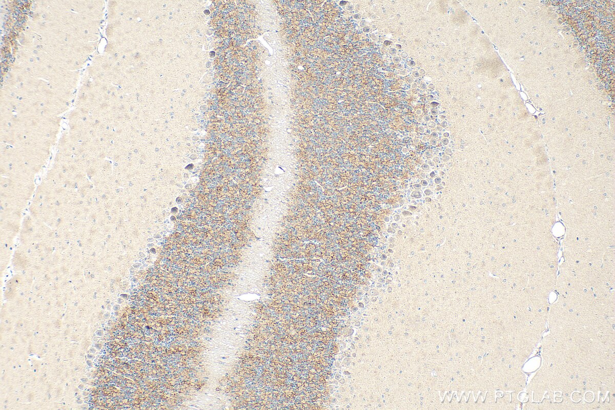 Immunohistochemistry (IHC) staining of mouse cerebellum tissue using HAPLN1 Polyclonal antibody (26831-1-AP)