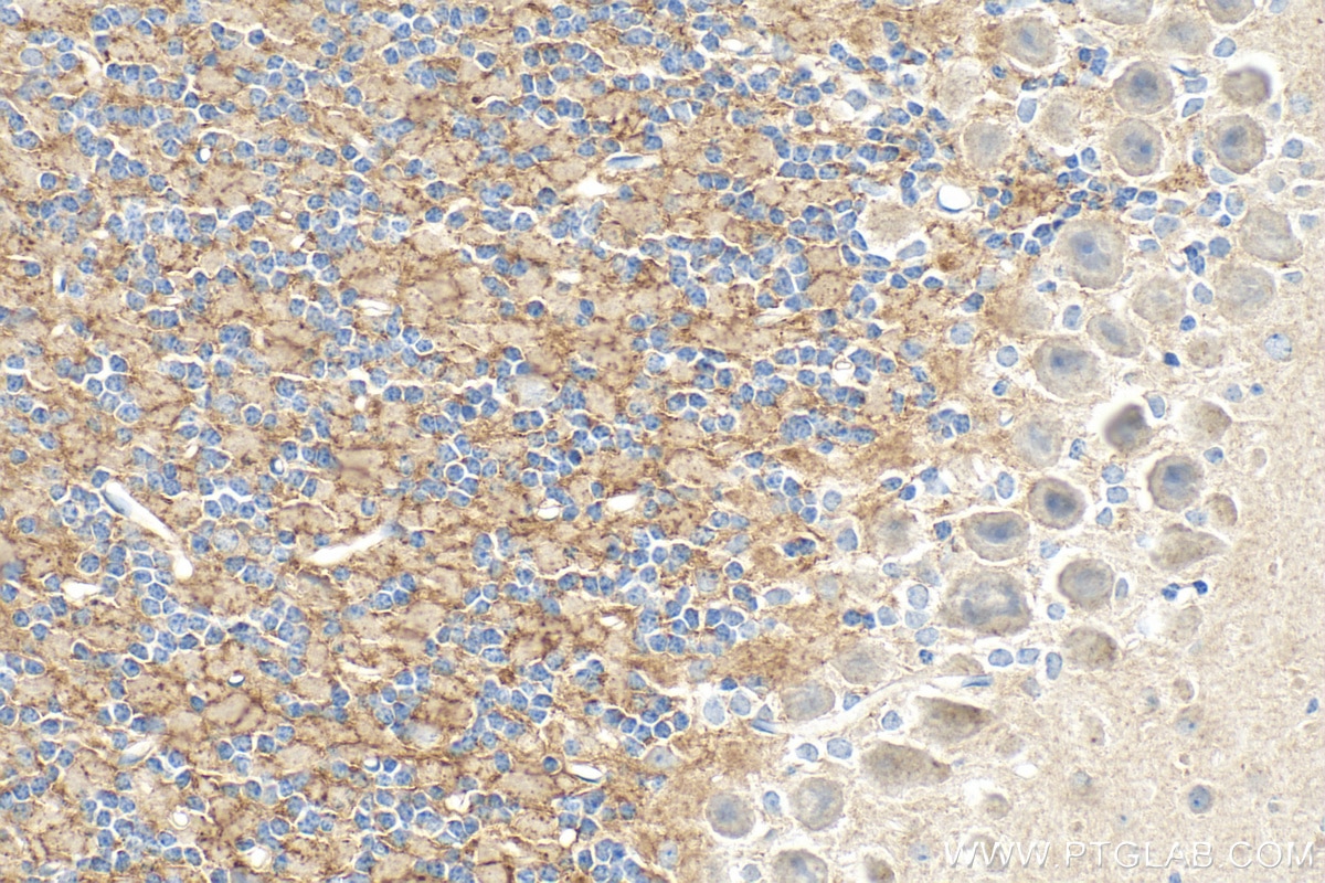 Immunohistochemistry (IHC) staining of mouse cerebellum tissue using HAPLN1 Polyclonal antibody (26831-1-AP)