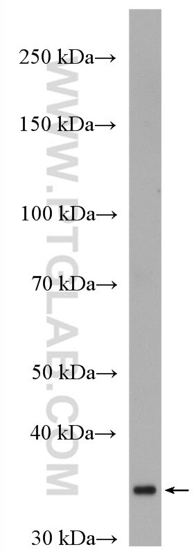 Western Blot (WB) analysis of pig brain tissue using HAPLN2 Polyclonal antibody (27818-1-AP)