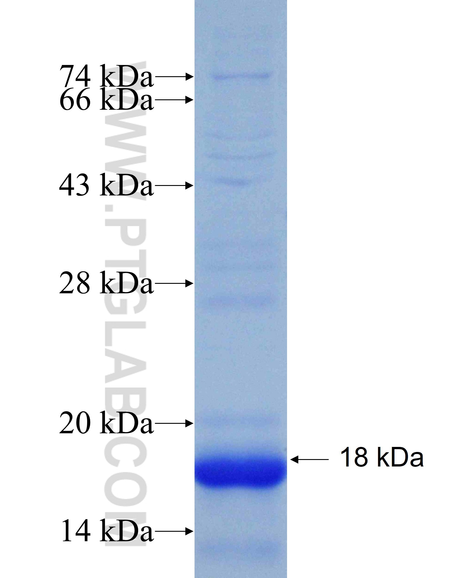 HAPLN2 fusion protein Ag27169 SDS-PAGE