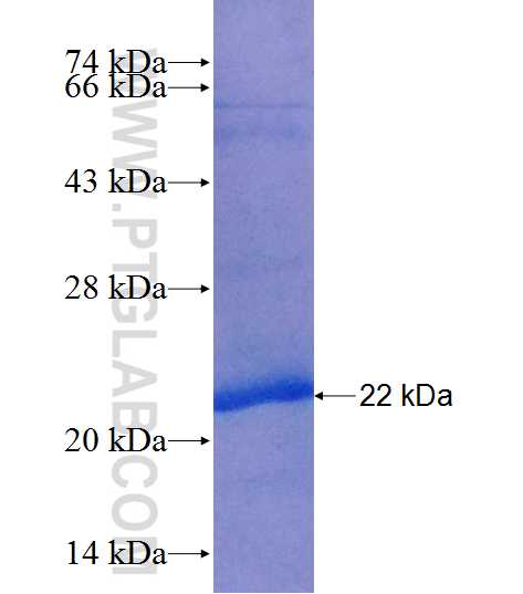 HAPLN3 fusion protein Ag25328 SDS-PAGE