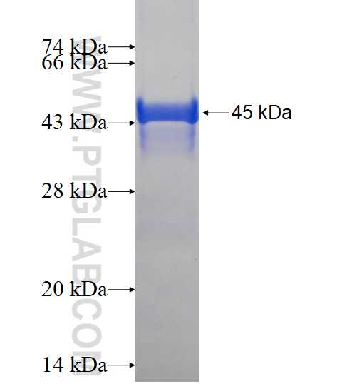 HAPLN4 fusion protein Ag15687 SDS-PAGE