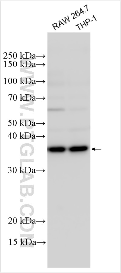 Western Blot (WB) analysis of various lysates using HARBI1 Polyclonal antibody (25946-1-AP)