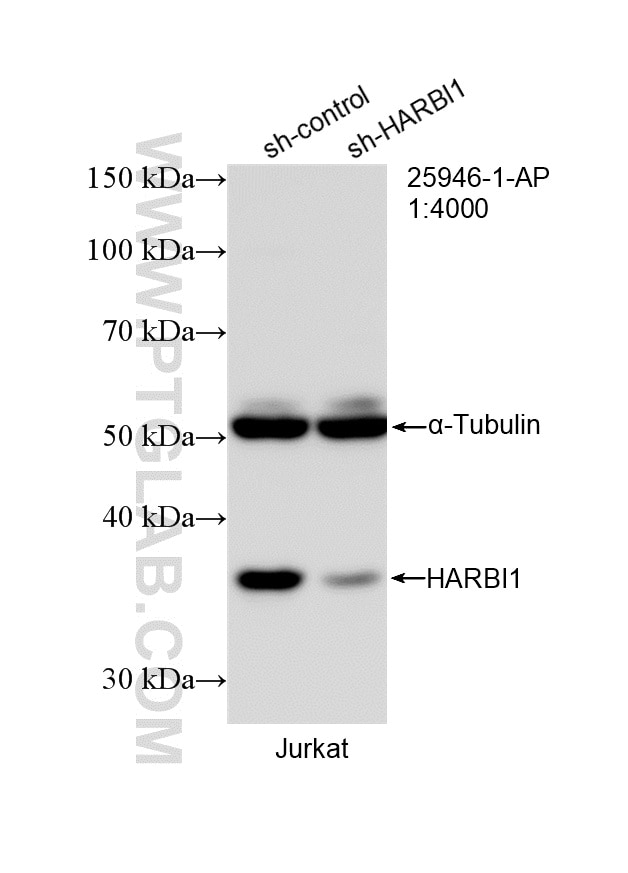 WB result of HARBI1 antibody (25946-1-AP; 1:4000; incubated at room temperature for 1.5 hours) with sh-Control and sh-HARBI1 transfected Jurkat cells. Western Blot (WB) analysis of Jurkat cells using HARBI1 Polyclonal antibody (25946-1-AP)