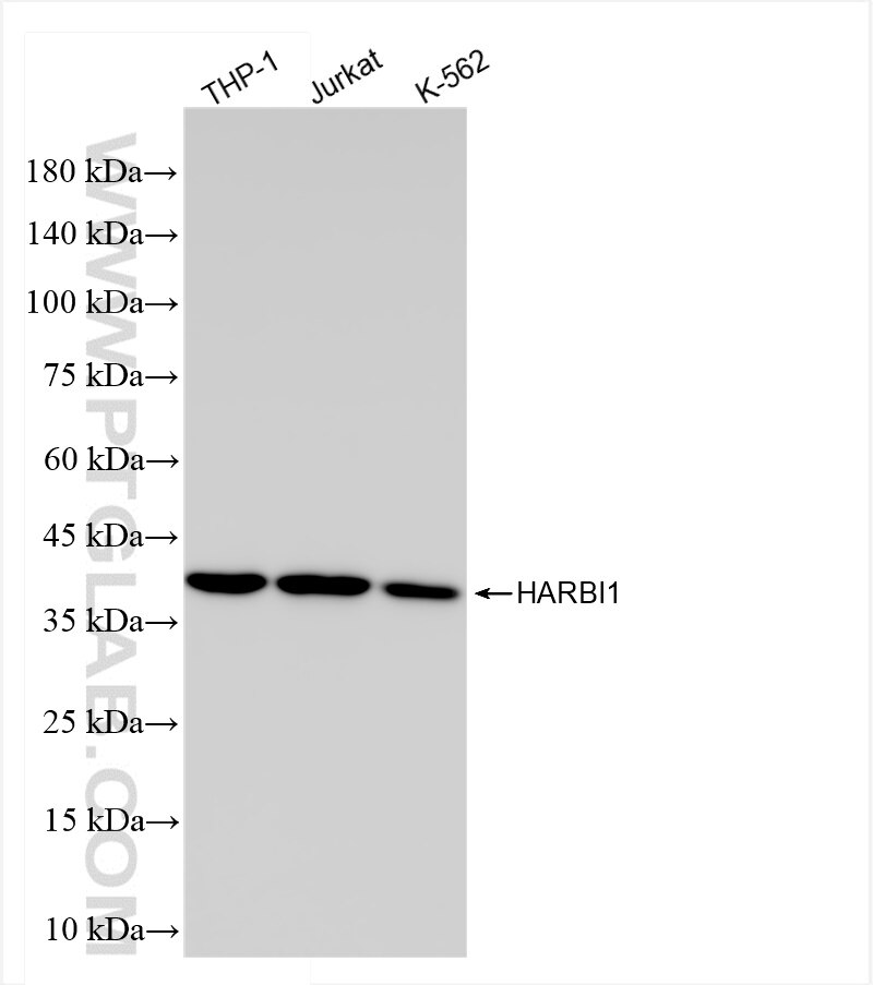 Western Blot (WB) analysis of various lysates using HARBI1 Recombinant antibody (84482-4-RR)
