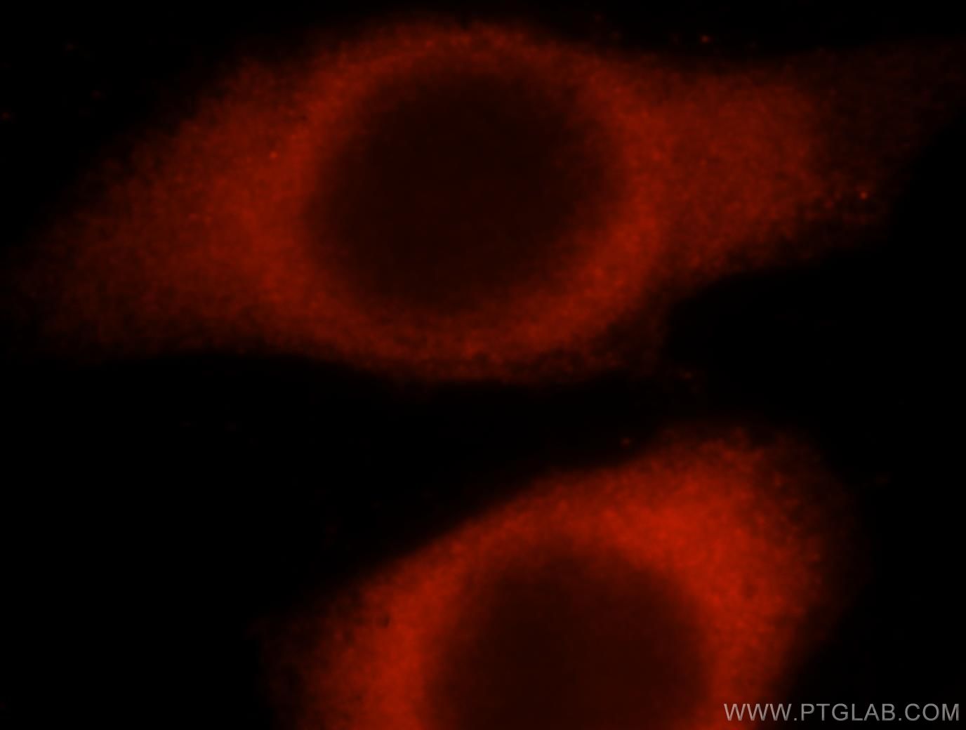 Immunofluorescence (IF) / fluorescent staining of MCF-7 cells using HARS Polyclonal antibody (16375-1-AP)