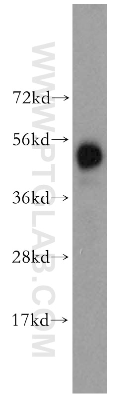 Western Blot (WB) analysis of mouse liver tissue using HARS Polyclonal antibody (16375-1-AP)