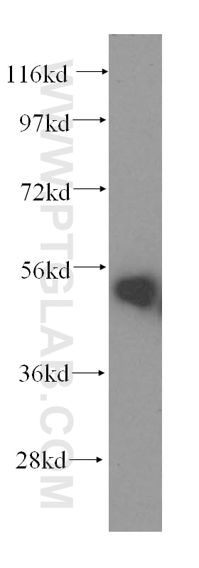 WB analysis of mouse lung using 16375-1-AP